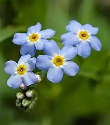 Water Forget-Me-Not (Myosotis scorpioides) in Pennsylvania