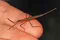 Ranatra crawling on human fingers