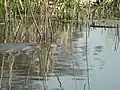 Water vole swimming