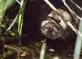 Water vole emerging from burrow