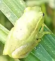 Hyperolius pusillus at Ilanda Wilds