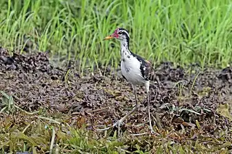 Subadult J. j. hypomelaenaChagres River, Panama