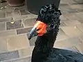 Wattled curassow, named Joanie