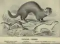 Comparative illustration of a European polecat, least weasel and stoat, as illustrated in Carnegie's Practical Game-preserving