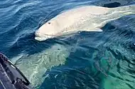 Belugas following watching boats in Churchill River