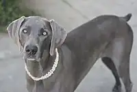 Female Weimaraner, short-haired