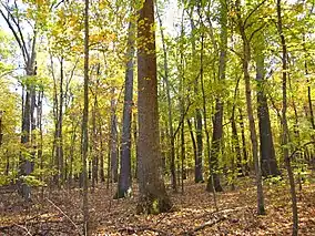 Wesselman Woods Nature Preserve