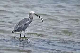 E. g. schistacea with a black beak (Pulicat Lake)