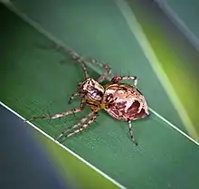 Western Lynx Spider - female (Oxyopes scalaris)