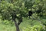 A western lowland gorilla in the trees around Langoué Baï, Ivindo National Park, Gabon