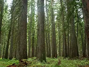 A dense forest of western redcedar growing on flat terrain, with a lush understory