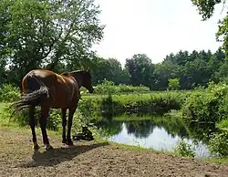 Westerveen near Peest