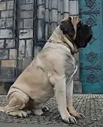 Fawn English Mastiff