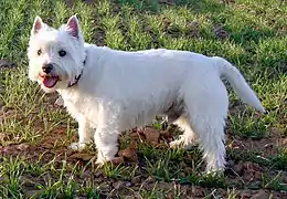 West Highland White Terrier