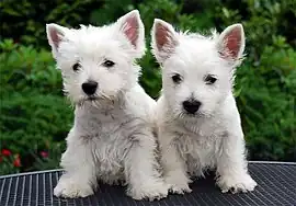 Image 22West Highland White Terrier puppies  (from Puppy)