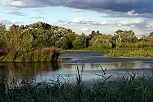 Sheltered Lagoon at the London Wetland Centre