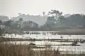 Marshy edges of Sirudavoor Lake, Jan '21