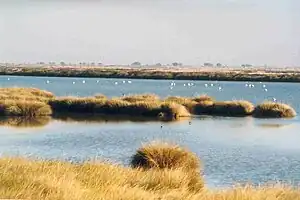 Wetlands with birds.