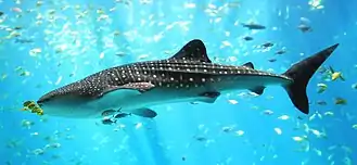 Photo of shark in profile surrounded by other, much smaller fish in bright sunlight