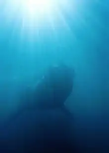 Whale underwater off the peninsula