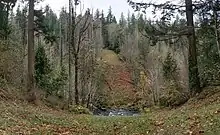 The creek valley in the sensitive area that is still recovering in 2020 from the 1999 explosion