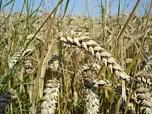 Triticum aestivum (compound spikes, "spikes")