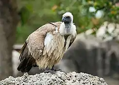 White-backed vulture