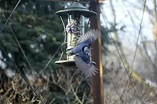 In flight, from above