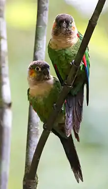 White-breasted parakeets