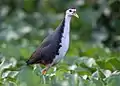 White-breasted Waterhen