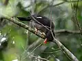 White-chinned thrush, Jamaica