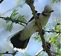 Lake Nakuru National Park - Kenya