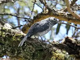 Juvenile in Kenya