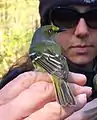 White-eyed vireo (Vireo griseus) at Clarks River National Wildlife Refuge