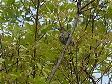 Vireo griseus bermudianus in Bermuda