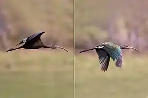 JuvenileThe Pantanal, Brazil