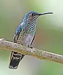 Female F. m. mellivora, Milpe, Ecuador