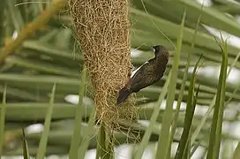 White-rumped munia using an abandoned nest