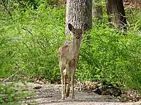 White-tailed deer at Lake Kanawauke