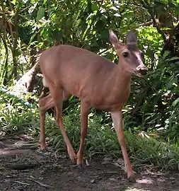 O. v. nemoralis, female, Costa Rica