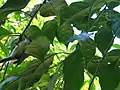 Fig 1. The bird(s) wound sticky threads around a Bougainvillea stem.  These threads appeared to be spider web.