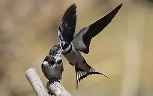 Parent feeding fledgling