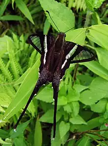 White dragontail (Lamproptera curius)