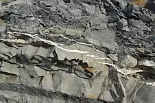 Gypsum veins in the silts/marls of the Tea Green and Grey Marls, Blue Anchor, Somerset, United Kingdom