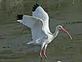 American white ibis