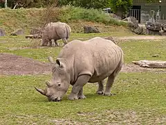 White rhinoceros (Ceratotherium simum).