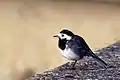 White wagtail