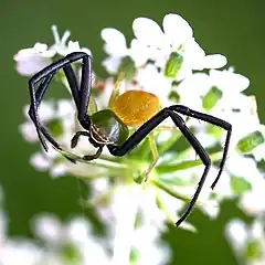 Misumenoides formosipes