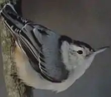 A small, fluffy bird, gray on back and white underneath, perches facing downwards on a tree-trunk.