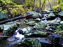 Photo of tree-covered stream in the mountains